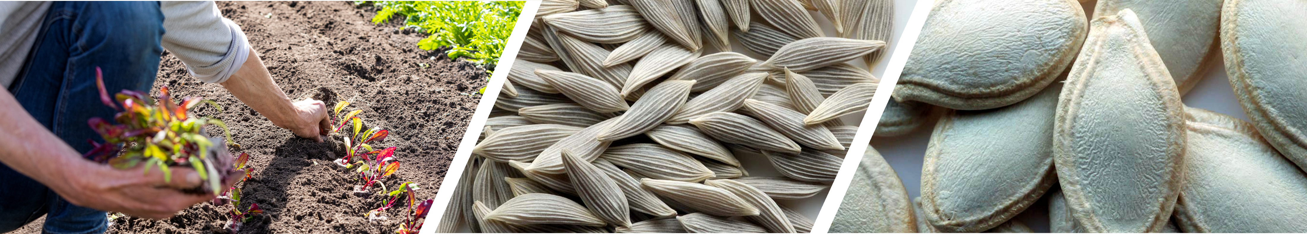 pictures of seeds